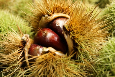 Photo of Closeup view of fresh sweet edible chestnuts