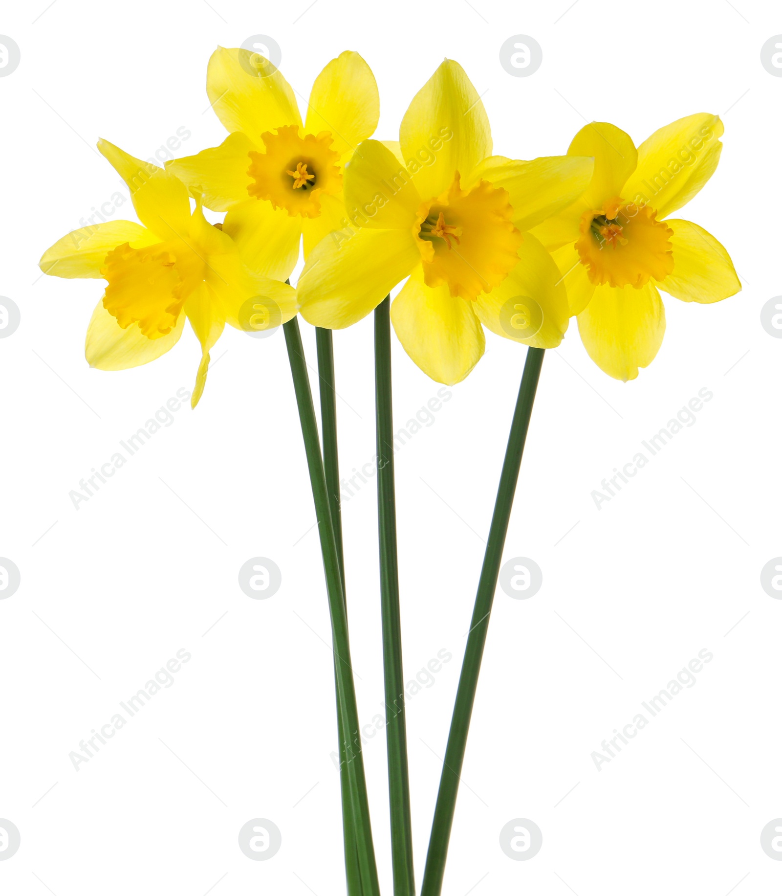 Photo of Beautiful blooming yellow daffodils on white background