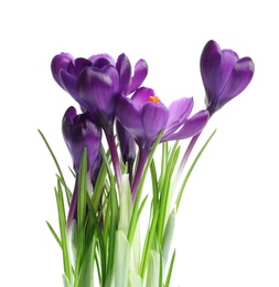 Photo of Beautiful spring crocus flowers on white background