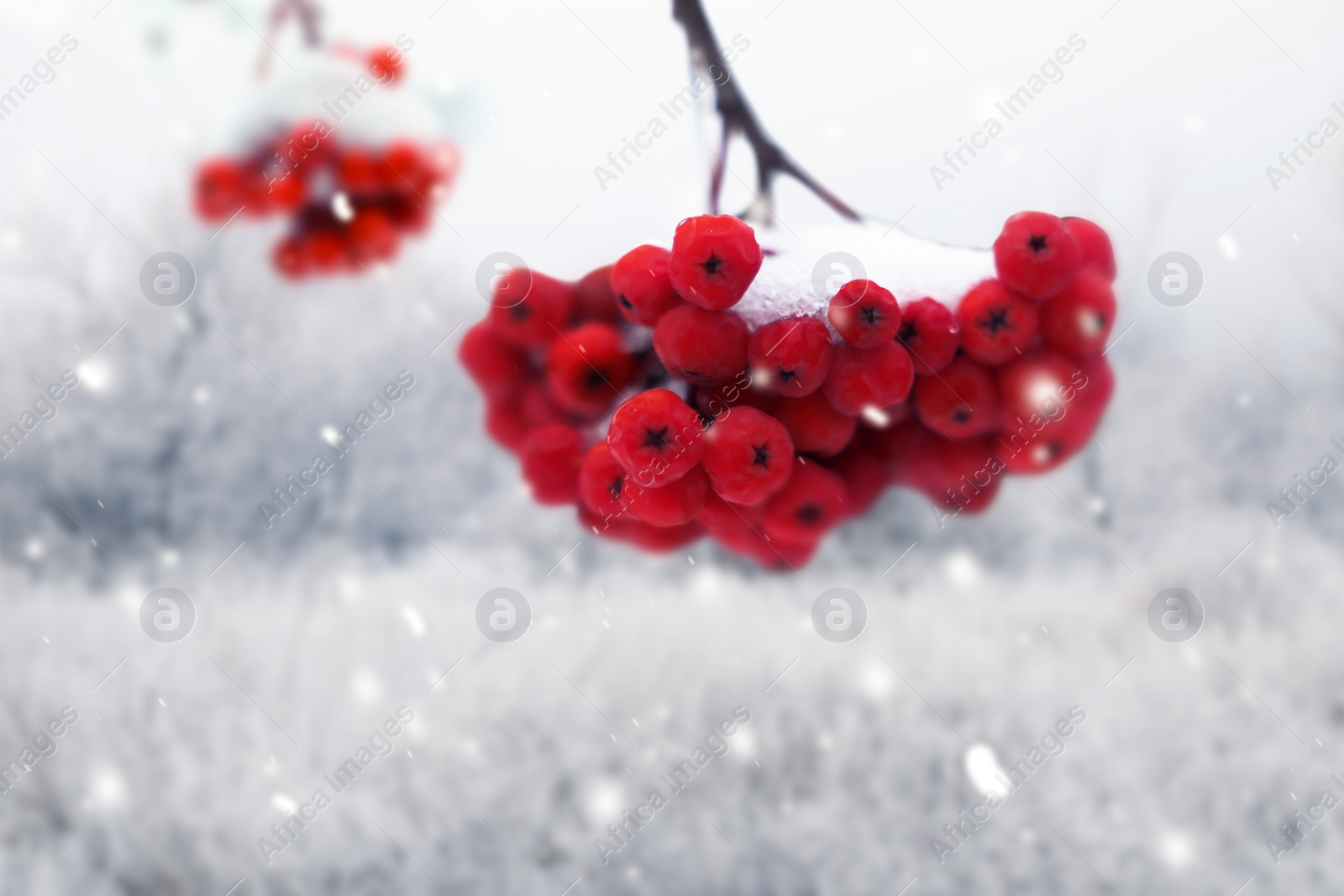 Image of Berries on rowan tree branches covered with snow outdoors