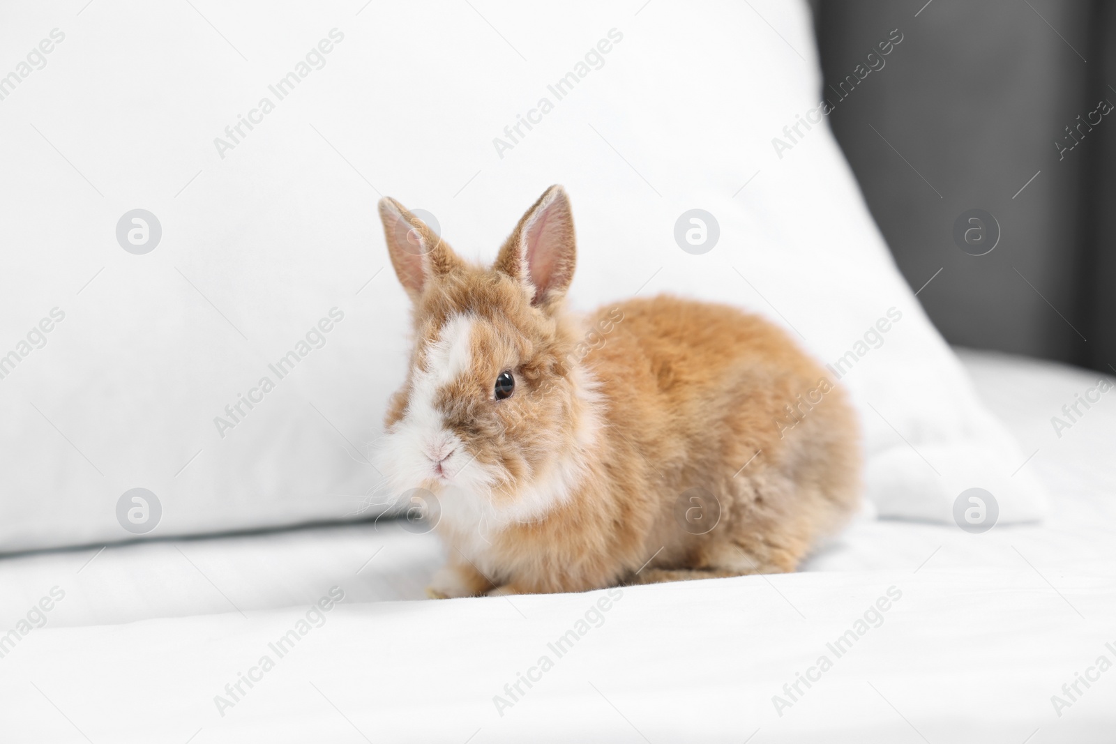 Photo of Cute fluffy pet rabbit on comfortable bed