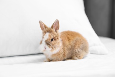 Cute fluffy pet rabbit on comfortable bed