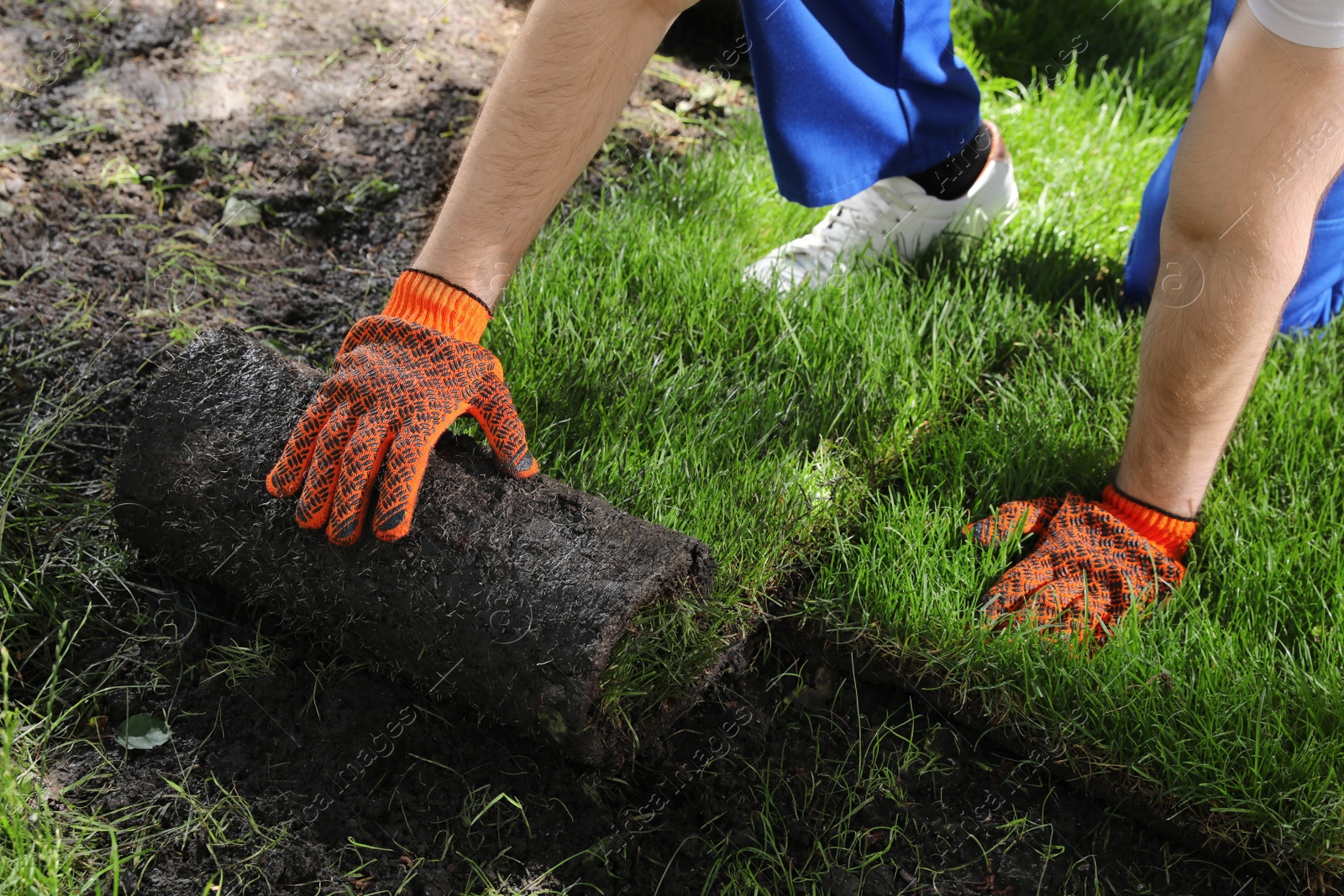 Photo of Gardener laying grass sod on backyard, closeup