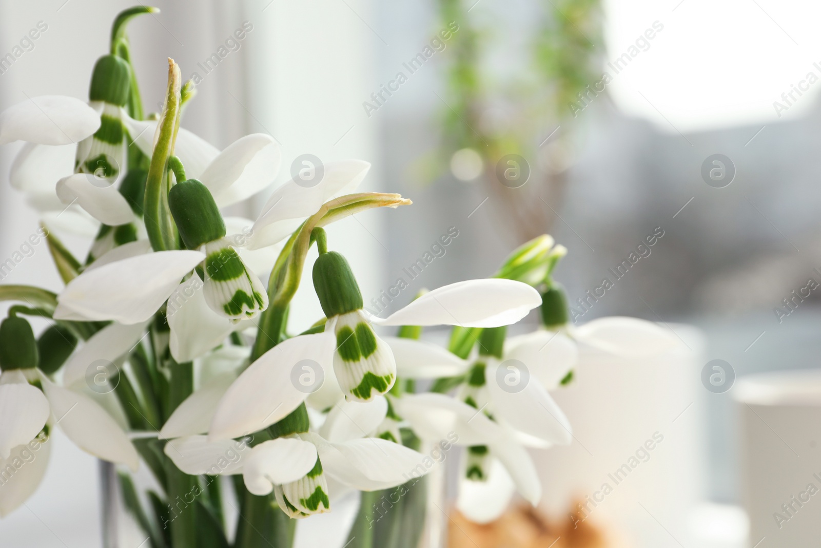 Photo of Beautiful fresh snowdrops in vase, closeup view