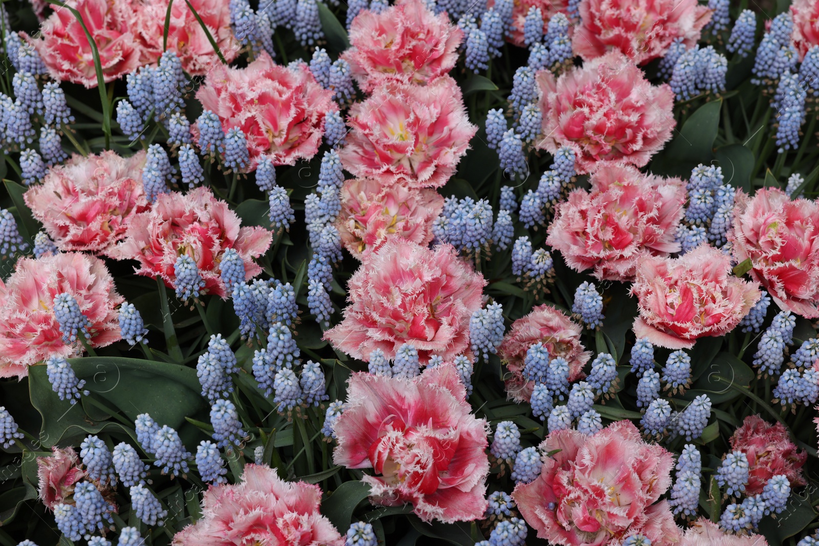 Photo of Many beautiful tulip and muscari flowers as background, above view. Spring season