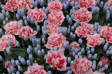 Many beautiful tulip and muscari flowers as background, above view. Spring season