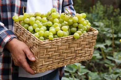 Photo of Farmer holding wicker basket with ripe grapes in vineyard, closeup