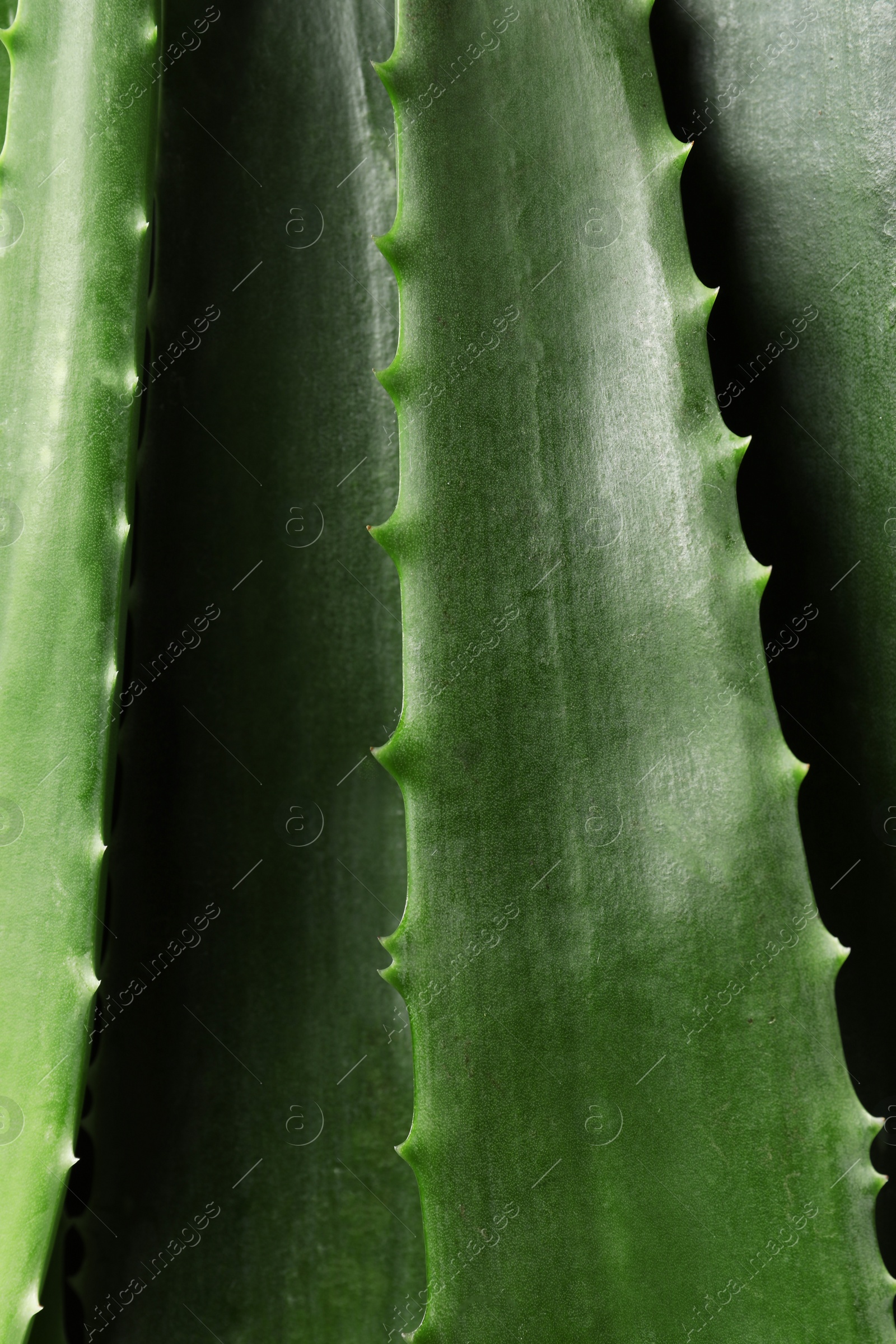 Photo of Fresh aloe vera leaves as background, closeup