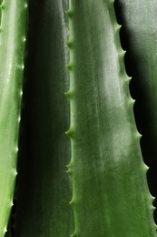 Fresh aloe vera leaves as background, closeup