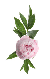 Beautiful pink peony flower isolated on white