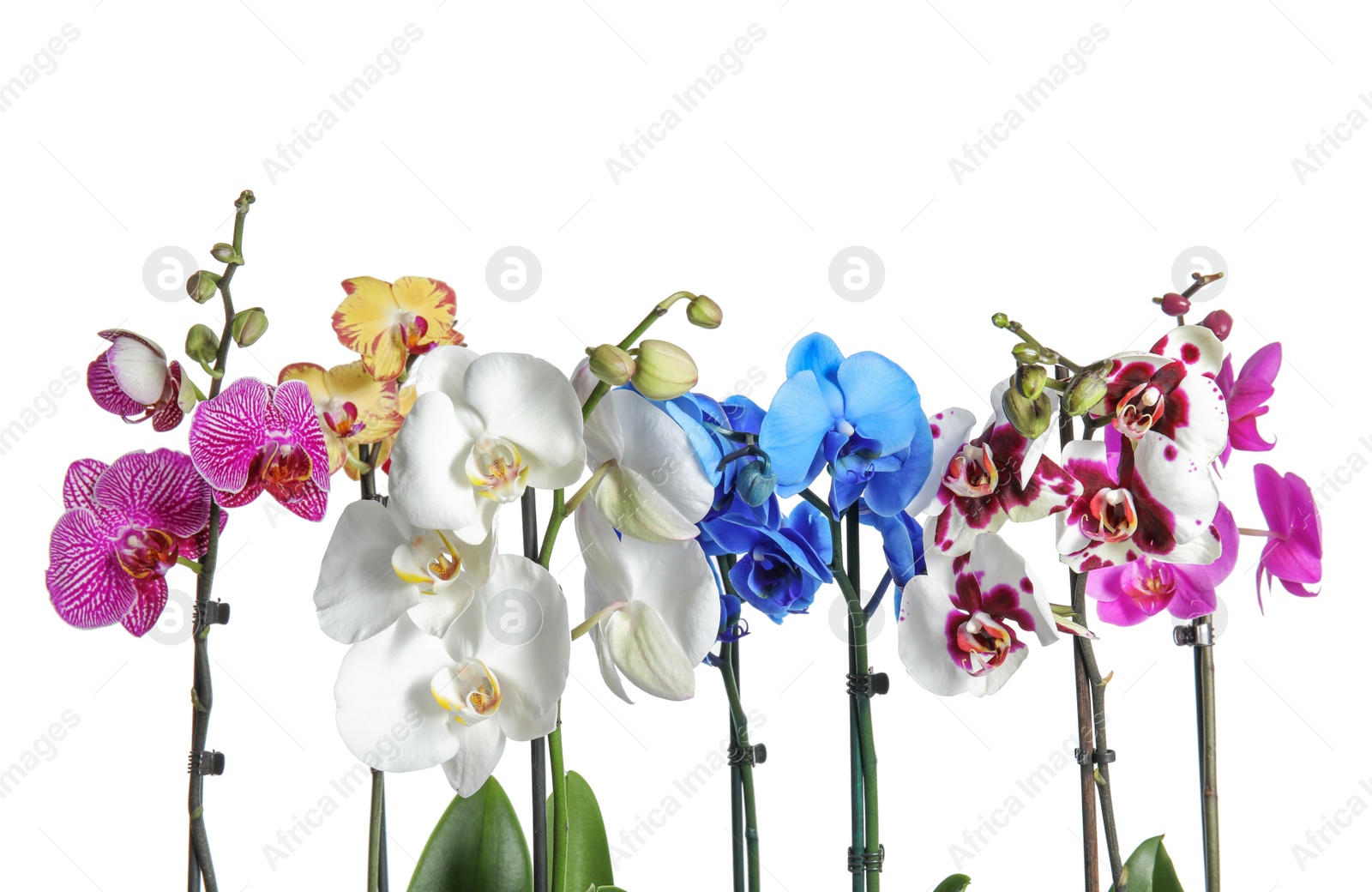 Photo of Beautiful tropical orchid flowers on white background