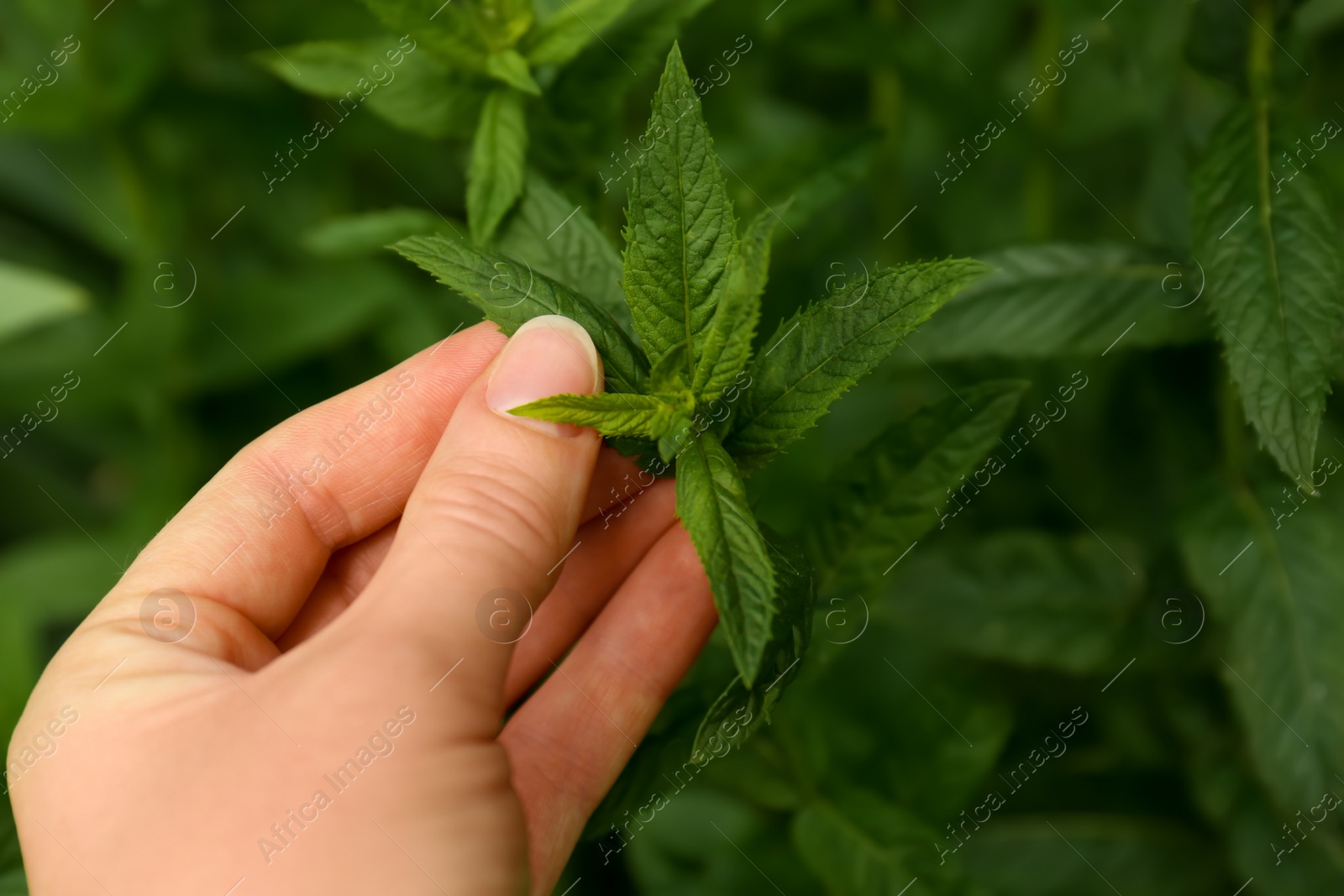 Photo of Woman picking fresh green mint outdoors, closeup