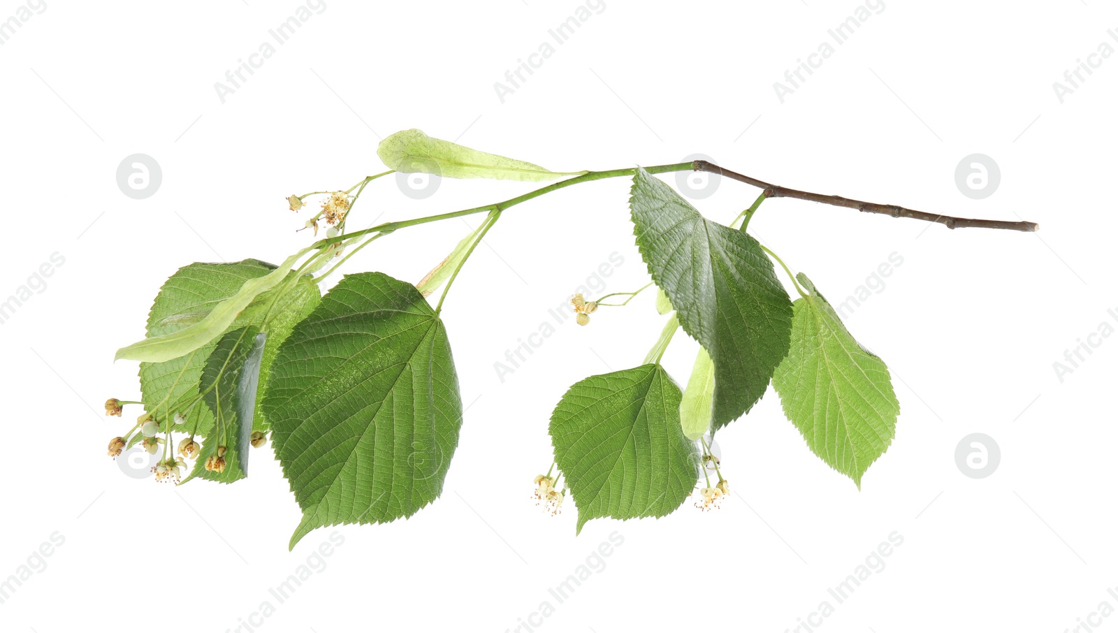 Photo of Branch of linden tree with young fresh green leaves and blossom isolated on white. Spring season