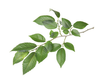 Photo of Branch of elm tree with young fresh green leaves isolated on white. Spring season