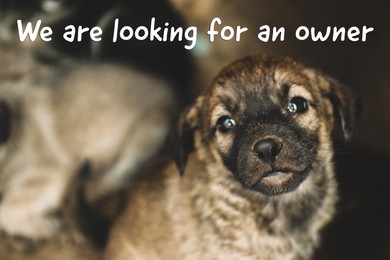 Image of Homeless puppy, closeup view. Stray baby animal