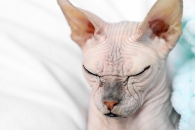 Photo of Adorable Sphynx cat sleeping at home, closeup with space for text. Lovely pet