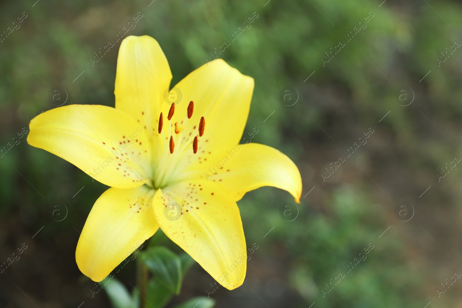 Photo of Beautiful blooming lily flower in garden, closeup