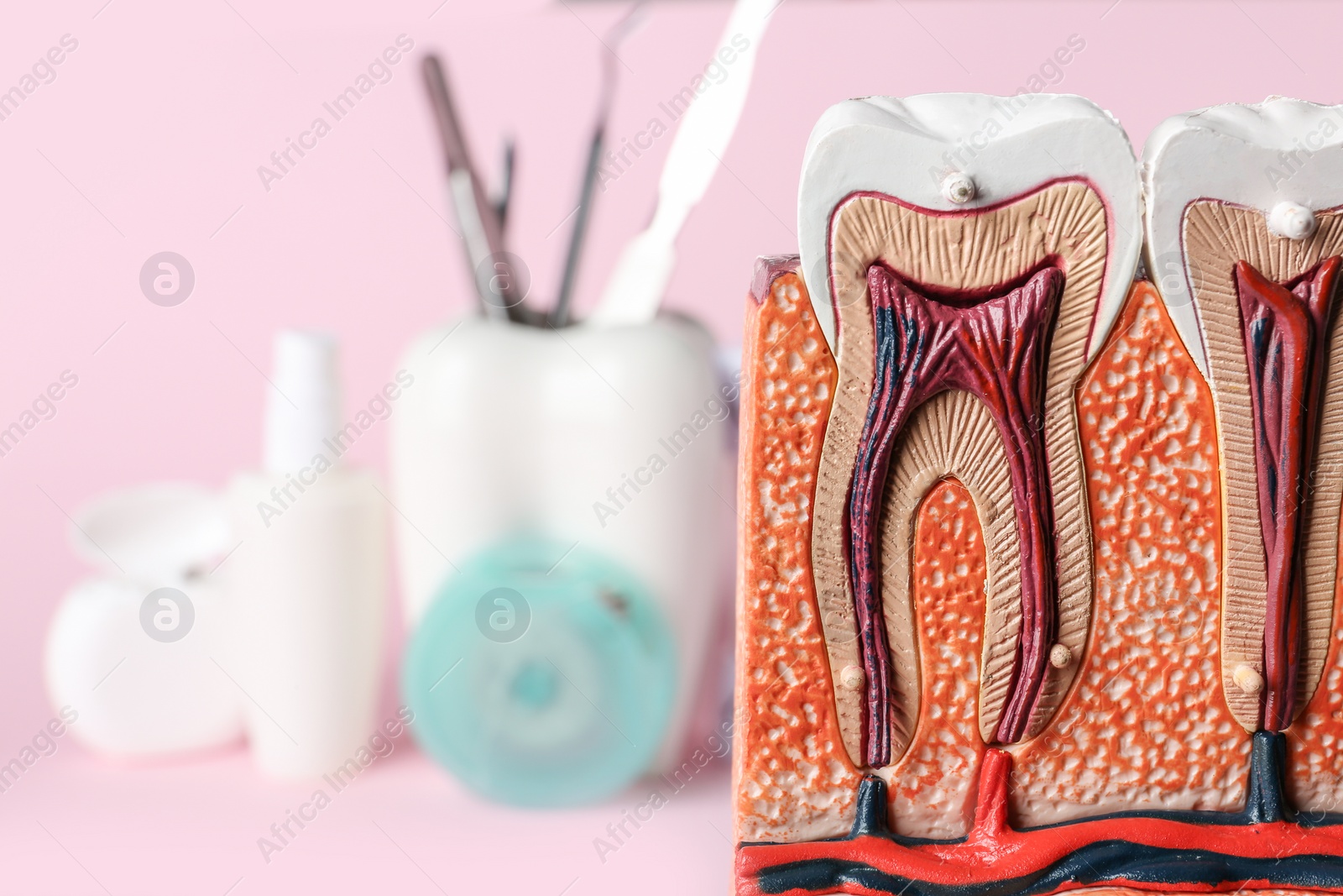 Photo of Educational model of jaw section with teeth and space for text on blurred background, closeup