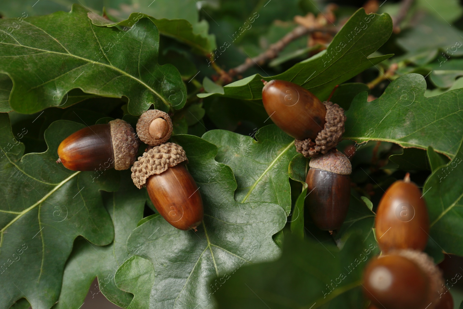 Photo of Oak branch with acorns and leaves outdoors, closeup