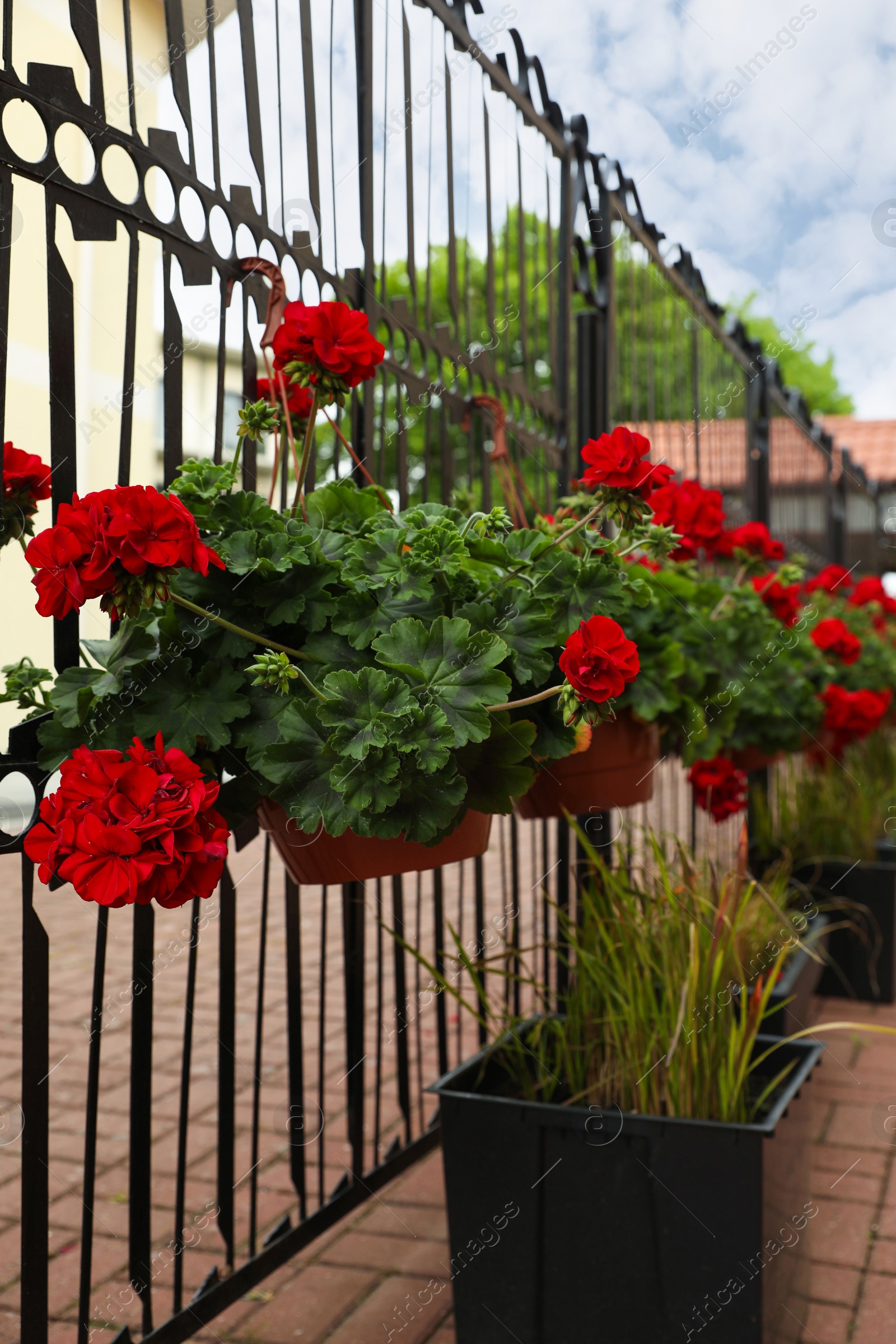 Photo of Beautiful potted red geranium flowers growing outdoors