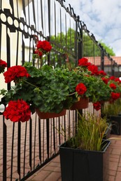 Photo of Beautiful potted red geranium flowers growing outdoors