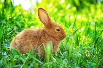 Photo of Cute red bunny among green grass, outdoors