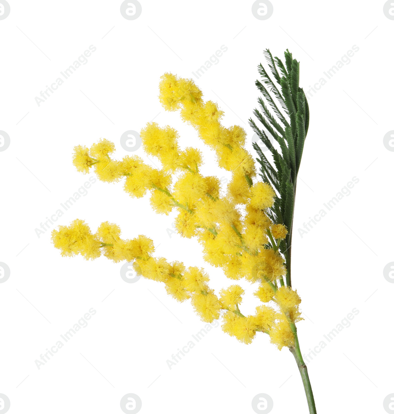 Photo of Beautiful mimosa plant with yellow flowers isolated on white