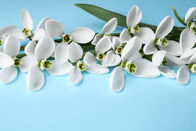Photo of Many beautiful snowdrops on light blue background