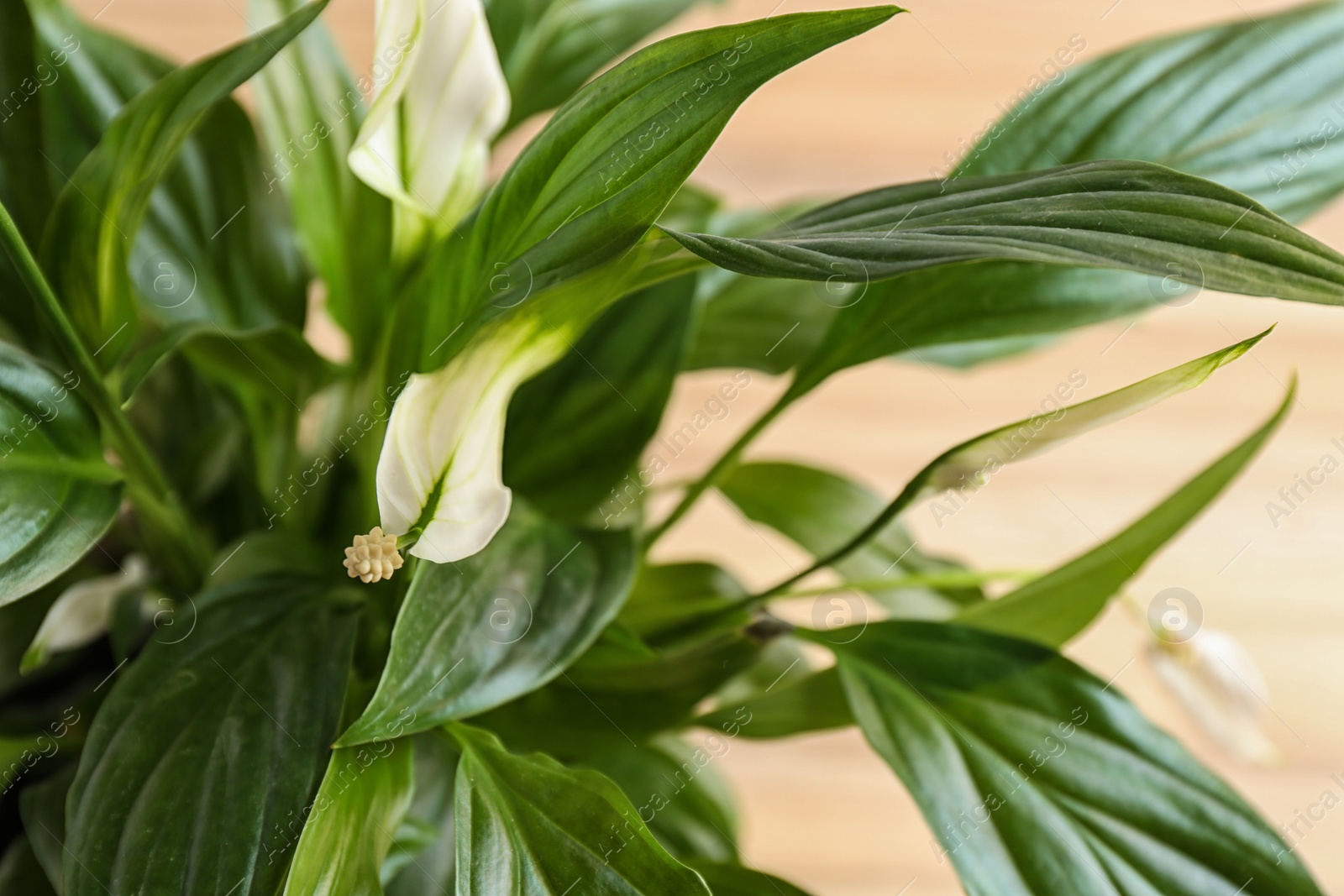 Photo of Flowers and leaves of peace lily on color background, closeup