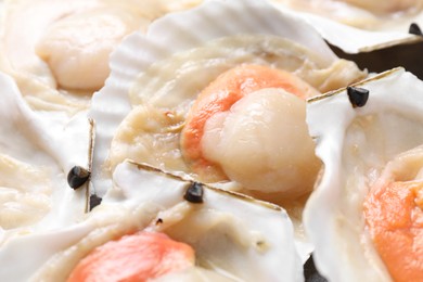 Fresh raw scallops in shells as background, closeup