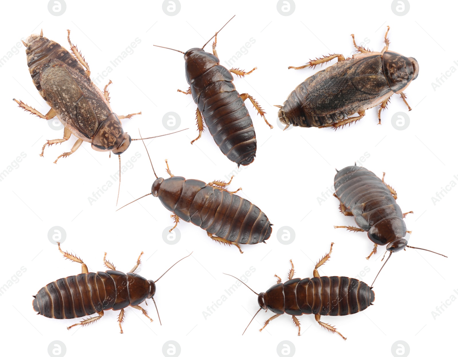 Image of Many cockroaches on white background, top view. Pest control