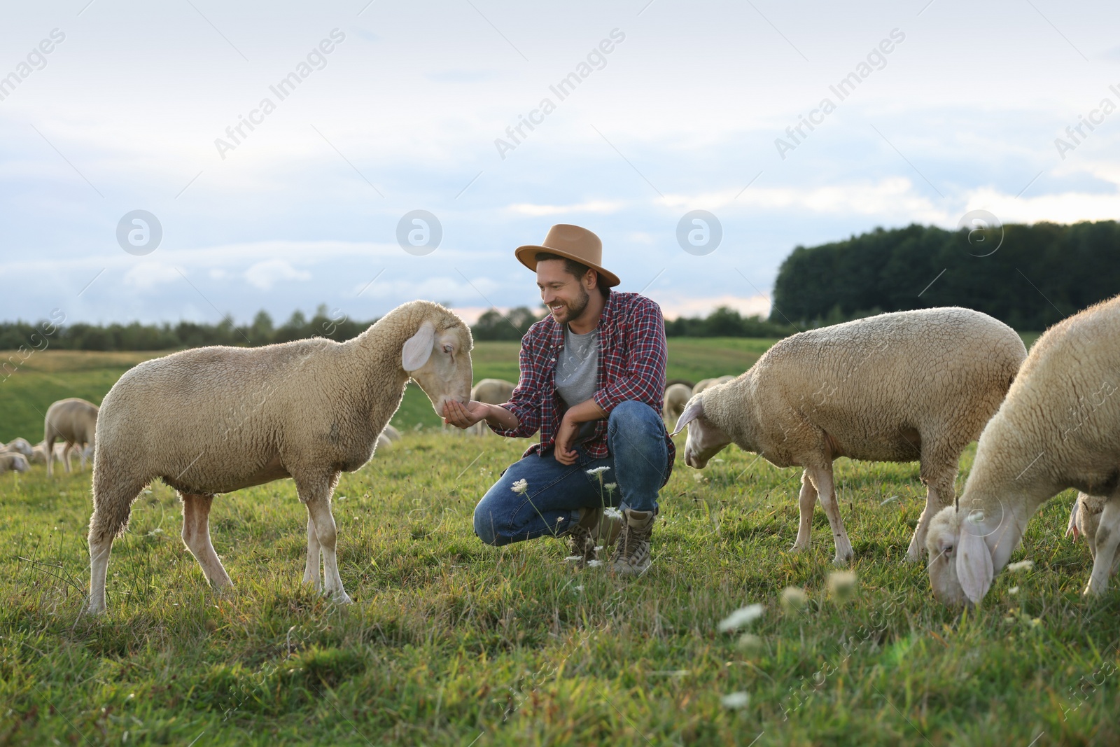 Photo of Smiling man with sheep on pasture at farm