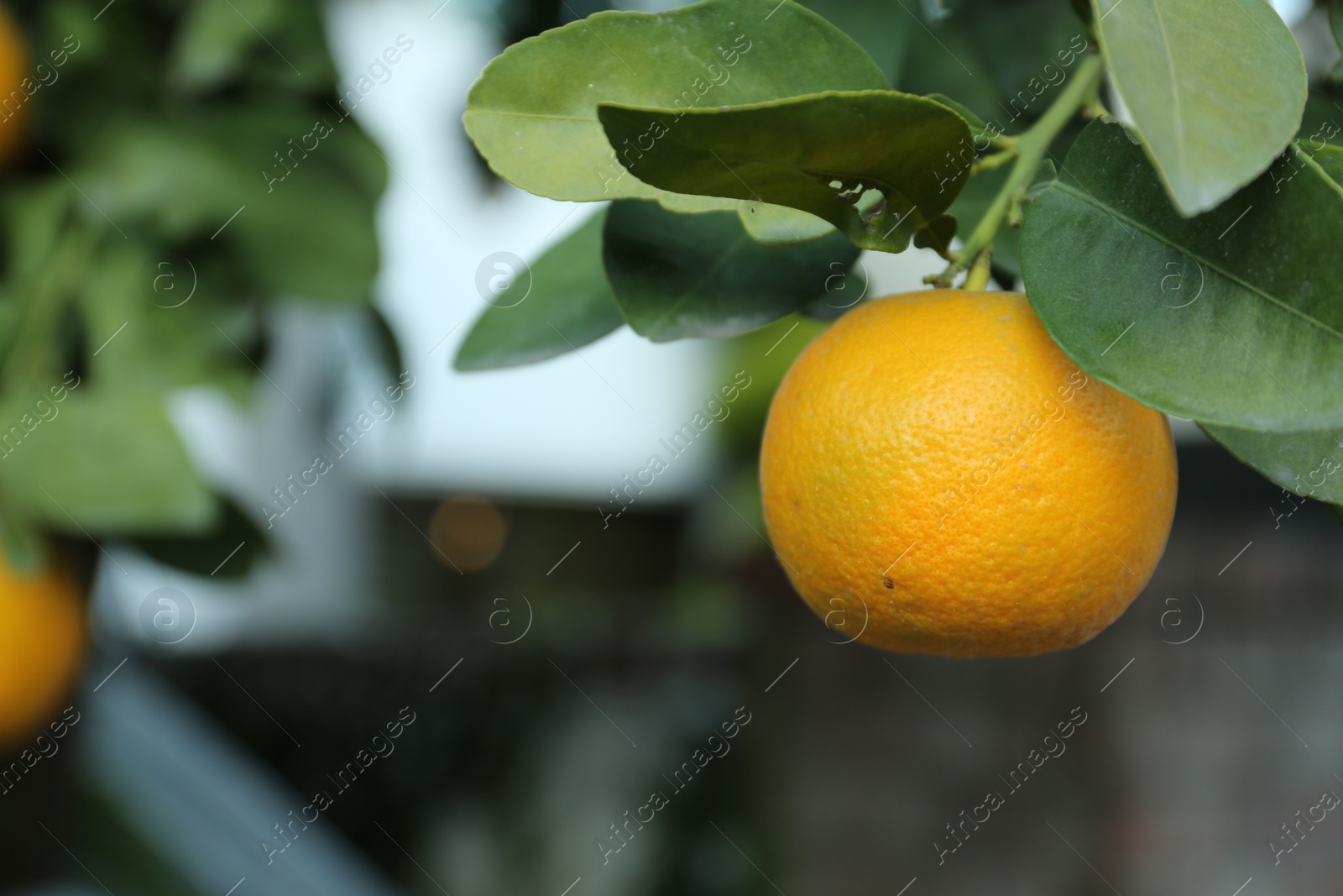 Photo of Fresh ripe orange growing on tree outdoors, closeup. Space for text