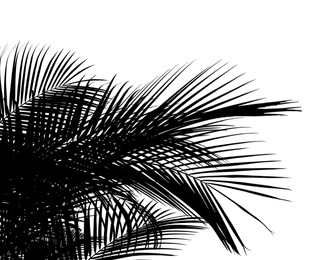 Silhouette of beautiful palm leaves on white background