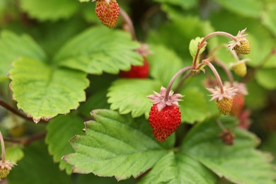 Photo of Small wild strawberries growing outdoors. Seasonal berries