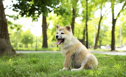 Photo of Funny adorable Akita Inu puppy in park, space for text