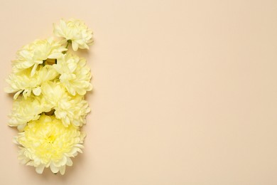 Photo of Beautiful chrysanthemums on beige background, flat lay. Space for text