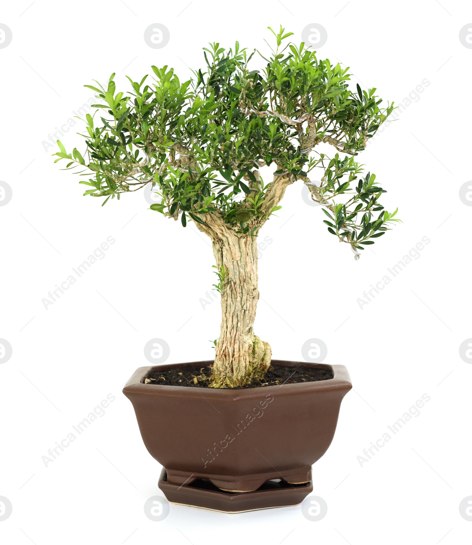 Photo of Beautiful bonsai tree in pot isolated on white