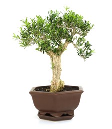 Beautiful bonsai tree in pot isolated on white