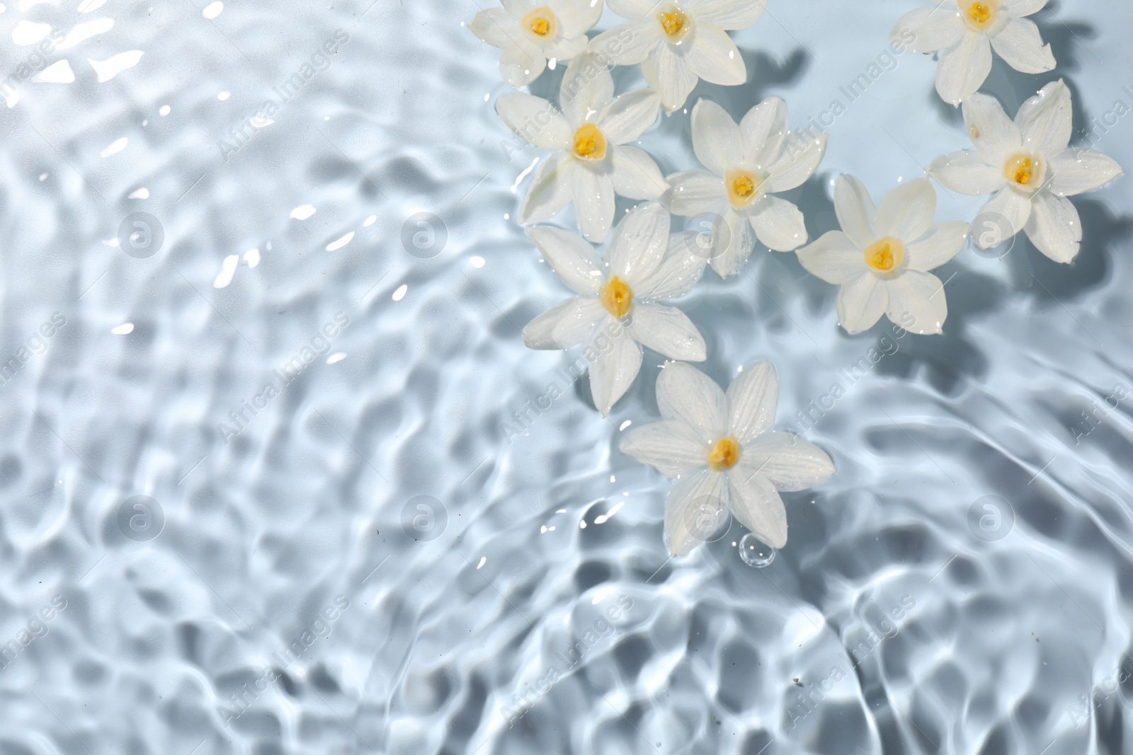 Photo of Beautiful daffodils in water on light blue background, top view. Space for text