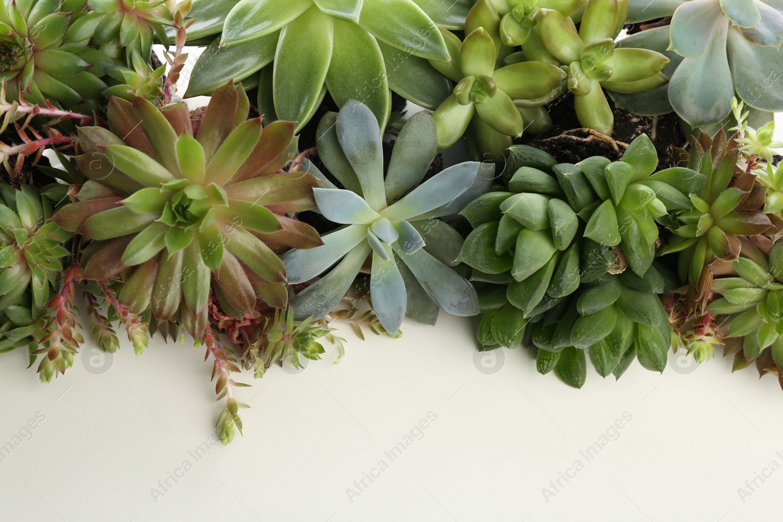 Photo of Many different echeverias isolated on white. Succulent plants