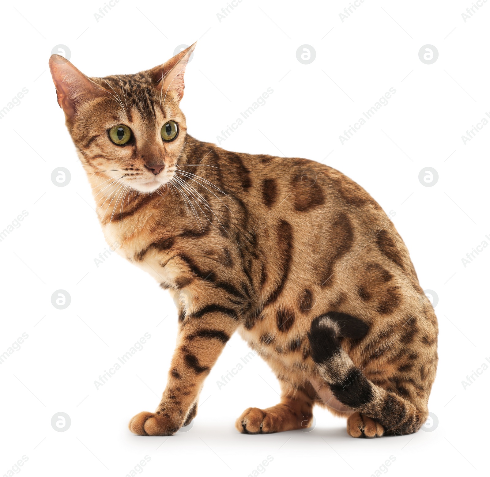 Photo of Cute Bengal cat on white background. Adorable pet