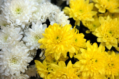 Photo of Beautiful fresh chrysanthemum flowers as background. Floral decor