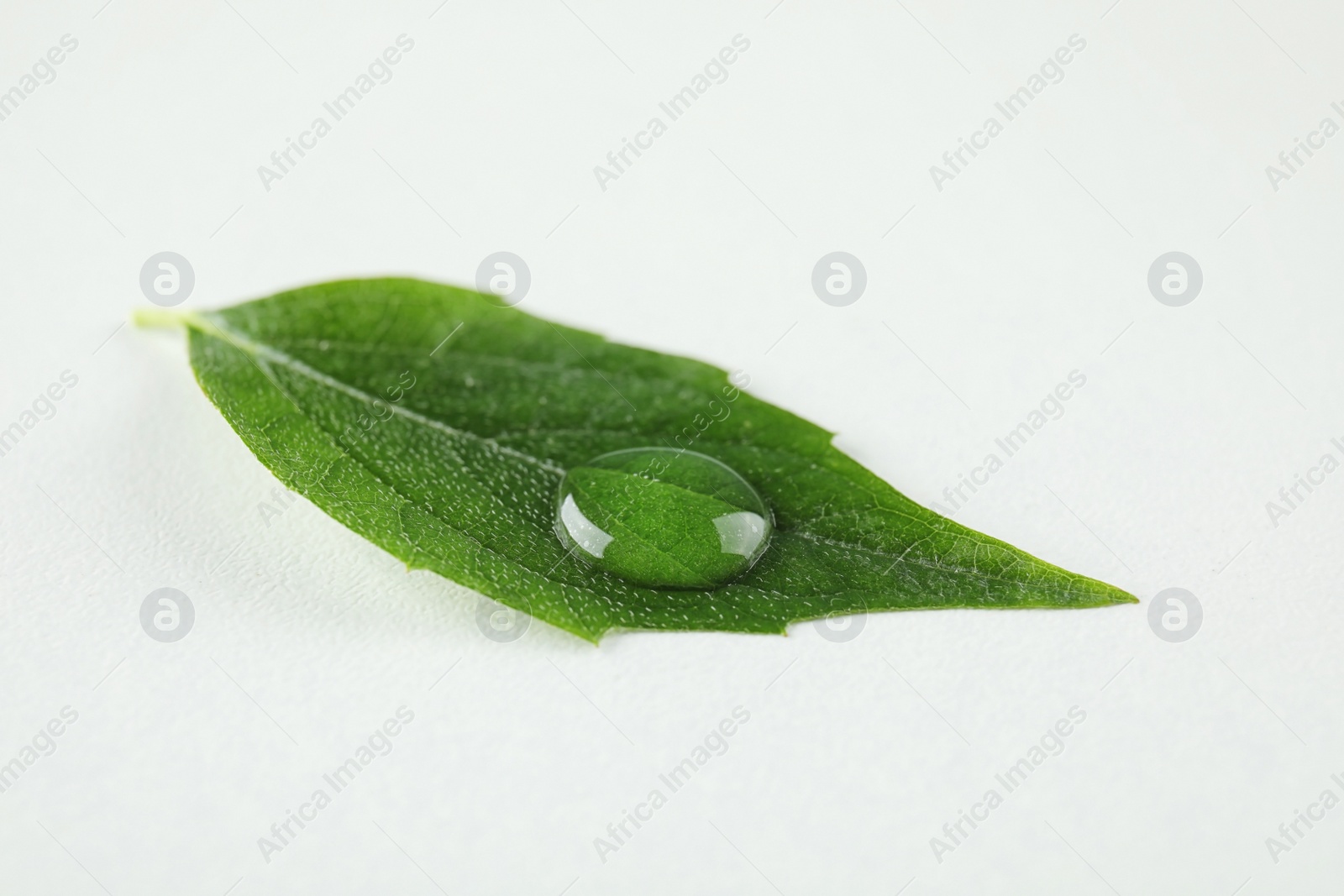 Photo of Beautiful green leaf with water drop on white background