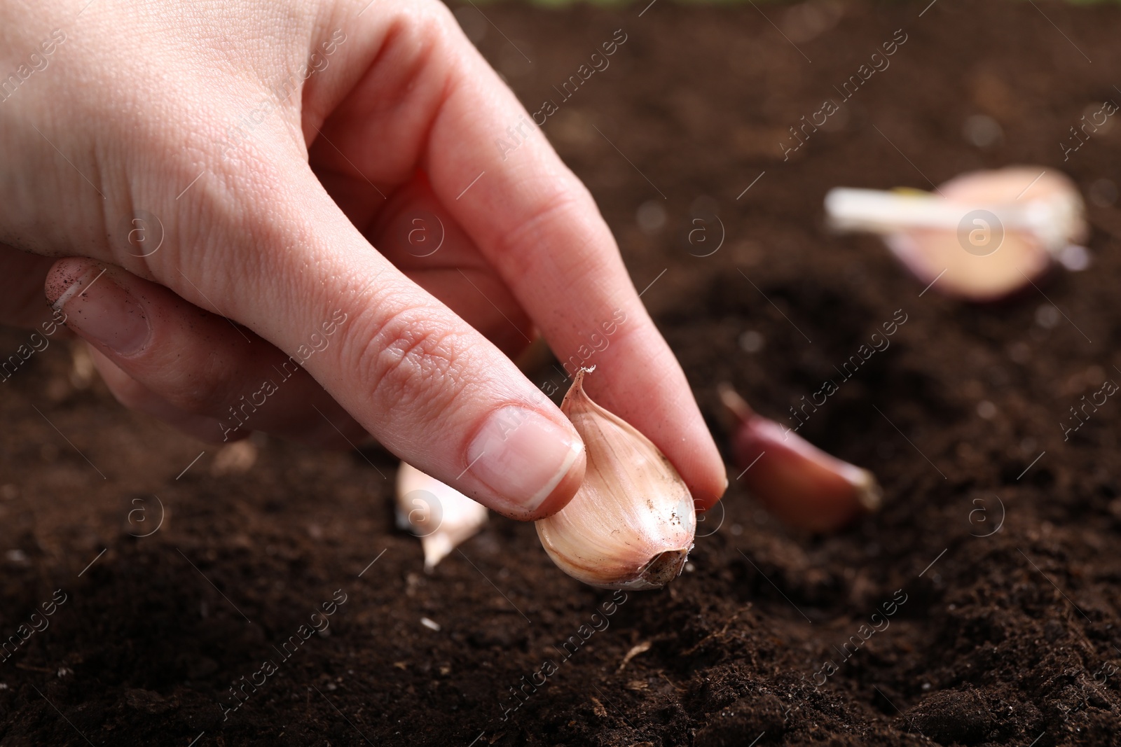 Photo of Woman planting garlic cloves into fertile soil, closeup