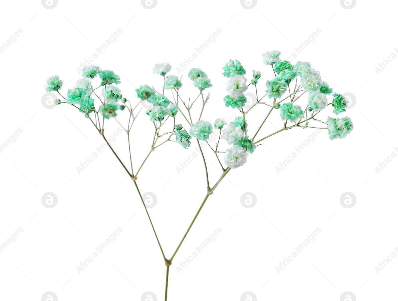 Photo of Beautiful color gypsophila twig isolated on white