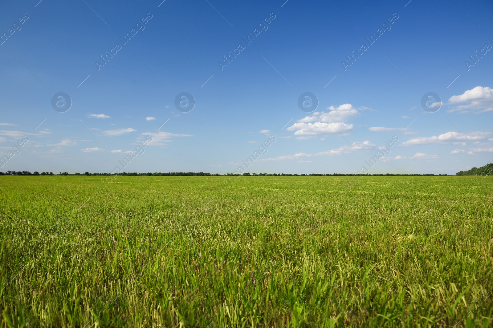 Photo of Picturesque view of beautiful field with grass on sunny day