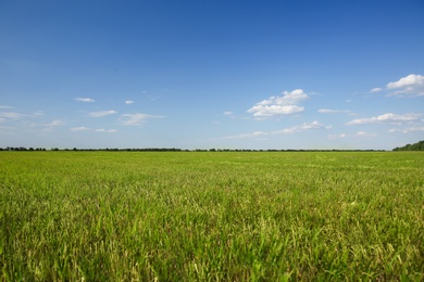 Photo of Picturesque view of beautiful field with grass on sunny day