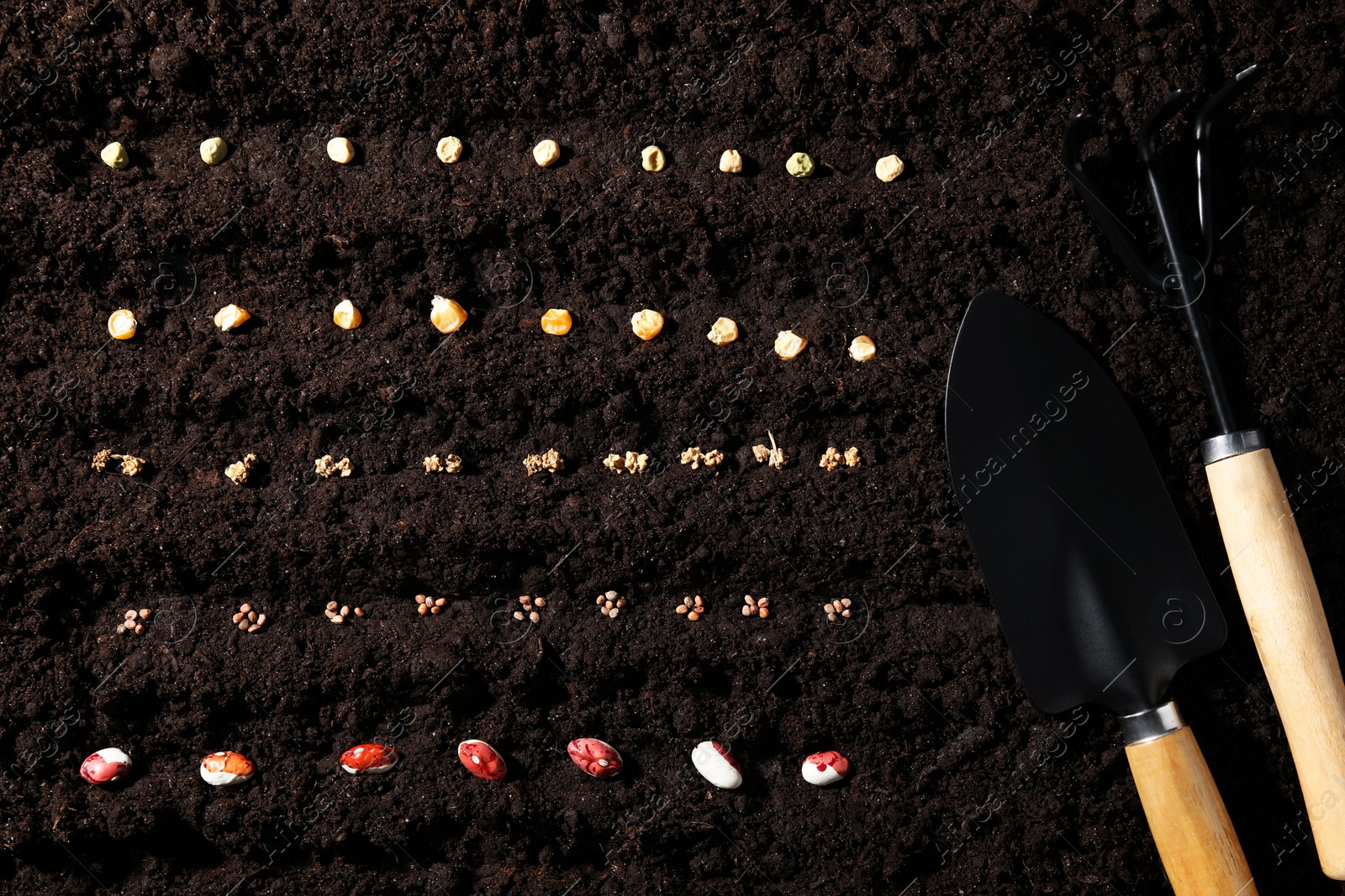 Photo of Different vegetable seeds and tools on fertile soil, flat lay