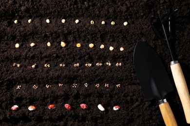 Different vegetable seeds and tools on fertile soil, flat lay